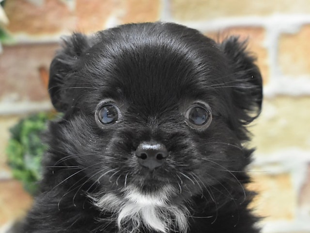 静岡県のハーフ犬・ミックス犬 (ペッツワン浜松雄踏店/2024年7月28日生まれ/男の子/ブラックホワイト)の子犬